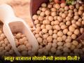 Soybean Bajar Bhav : लातूर बाजारात सोयाबीनची आवक मंदावली; असा मिळाला दर ते वाचा सविस्तर - Marathi News | Soybean Bazaar Bhav: Soybean arrivals in Latur Bazaar slowed down; Read the price received in detail | Latest agriculture News at Lokmat.com