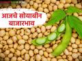 Soybean Bajar Bhav : सोयाबीनला कुठे मिळाला ५,९९० रुपयांचा भाव? आजच्या बाजारात मोठे चढ-उतार! - Marathi News | latest news Soybean Bajar Bhav : Where did soybean get the price of Rs 5,990? Big fluctuations in today's market! | Latest agriculture News at Lokmat.com