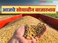 Soybean Bajar Bhav : पिवळ्या सोयाबीनची बाजारात सर्वाधिक आवक; कसा मिळाला दर ते वाचा सविस्तर - Marathi News | Soybean Bazaar Bhav: Yellow soybeans have the highest arrival in the market; Read in detail how the price was obtained | Latest agriculture News at Lokmat.com