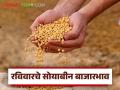 Soybean Bajar Bhav : आवक घसरली अन् भाव वाढले; आज सोयाबीनला किती दर मिळतोय? - Marathi News | latest news Soybean Bajar Bhav : Arrivals fell and prices increased; What is the price of soybeans today? | Latest agriculture News at Lokmat.com