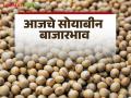 Soybean Bajar Bhav: सोयाबीन बाजारात अवकेत घसरण; कसा मिळाला दर ते वाचा सविस्तर - Marathi News | Soybean Market: latest news Sudden decline in soybean market; Read in detail how the price was obtained | Latest agriculture News at Lokmat.com