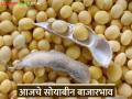 Soybean Bajar Bhav : सोयाबीन दरात मोठा फरक; कुठे मिळाला जास्त भाव? - Marathi News | latest news Soybean Bajar Bhav : Big difference in soybean prices; Where did you get the higher price? | Latest agriculture News at Lokmat.com