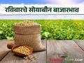 Soybean Bajar Bhav : पिवळ्या सोयाबीनची आवक किती; कसा मिळाला दर ते वाचा सविस्तर - Marathi News | Soybean Bazaar Bhav: How much is the arrival of yellow soybeans; Read in detail how the price was obtained | Latest agriculture News at Lokmat.com