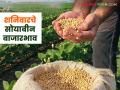Soybean Bajar Bhav : सोयाबीन बाजारात संमिश्र चित्र; जळगाव, किनवटला हमीभाव वाचा सविस्तर - Marathi News | latest news Soybean Bajar Bhav: Mixed picture in soybean market; Read more about MRP in Jalgaon, Kinwat | Latest agriculture News at Lokmat.com
