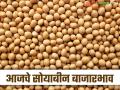 Soybean Bajar Bhav: सोयाबीनची आवक किती; कसा मिळतोय दर ते वाचा सविस्तर - Marathi News | Soybean Bazaar Bhav: How much soybean arrivals are there; Read in detail how prices are being obtained | Latest agriculture News at Lokmat.com