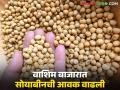 Soybean Bajar Bhav : 'सीड क्वॉलिटी' सोयाबीनला बाजारात मागणी; काय मिळतोय भाव ते वाचा सविस्तर  - Marathi News | Soybean Bajar Bhav : Market demand for seed quality soybeans; Read the price in detail  | Latest agriculture News at Lokmat.com