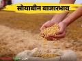 Soybean Bajar Bhav : सोयाबीनची सर्वाधिक आवक १६४५८  क्विंटल ; काय मिळतोय दर ते वाचा सविस्तर - Marathi News | Soybean Bajar Bhav : Highest Soybean arrivals 16458 quintals; Read the detailed rate of what is available | Latest agriculture News at Lokmat.com