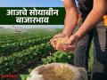 Soybean Bajar Bhav : राज्यातील बाजारात सोयाबीनची आवक मंदावली; असा मिळतोय दर ते वाचा सविस्तर - Marathi News | Soybean Bazaar Bhav: The arrival of soybeans in the state market has slowed down; Read the price being obtained | Latest agriculture News at Lokmat.com