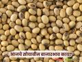 Soybean Bajar Bhav : आवक घटली, दरांना आधार; सोयाबीन बाजाराचा आजचा आढावा वाचा सविस्तर - Marathi News | latest news Soybean Bajar Bhav: Arrivals decrease, prices support; Read today's review of soybean market in detail | Latest agriculture News at Lokmat.com