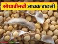 Soybean Bajar Bhav : सोयाबीनची आवक 'या' बाजारात वाढली; भाव मिळतोय चांगला वाचा सविस्तर - Marathi News | Soybean Bajar Bhav : Soybean arrivals increased in this market; Price is getting good read in detail | Latest agriculture News at Lokmat.com