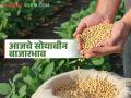 Soybean Bajar Bhav : सोयाबीन बाजार तेजीत; 'या' बाजारात दर ५ हजारांच्या उंबरठ्यावर - Marathi News | latest news Soybean Bajar Bhav : Soybean market is booming; Prices are at the threshold of 5 thousand in this market | Latest agriculture News at Lokmat.com
