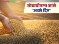 Soybean Market Update: सहा महिन्यांनी सोयाबीनच्या दरात होतेय सुधारणा; काय आहे कारण वाचा सविस्तर - Marathi News | Soybean Market Update: latest news Soybean prices are improving after six months; Read the reason in detail | Latest agriculture News at Lokmat.com