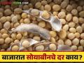 Soybean Bajar Bhav : सोयाबीनच्या आवकेत घसरण; कसा मिळतोय दर ते वाचा सविस्तर - Marathi News | Soybean Bajar Bhav : what is the soybean market today | Latest agriculture News at Lokmat.com
