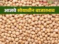 Soybean Bajar Bhav : सोयाबीनची आवक लाख क्विंटल पार; हा मिळतोय दर ते वाचा सविस्तर - Marathi News | Soybean Bajar Bhav: | Latest agriculture News at Lokmat.com