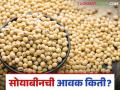 Soybean Bajar Bhav : लातूर बाजारात सोयाबीनची आवक मंदावली; कसा मिळाला दर ते वाचा सविस्तर - Marathi News | Soybean Bazaar Bhav: Soybean arrivals in Latur market slowed down; Read in detail how the price was obtained | Latest agriculture News at Lokmat.com