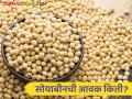 Soybean Bajar Bhav : आज सोयाबीनची आवक ८० हजार क्विंटल पार; काय मिळतोय भाव ते वाचा सविस्तर - Marathi News | Soybean Bajar Bhav: Today, the arrival of soybeans crossed 80 thousand quintals; Read in detail what the price is getting | Latest agriculture News at Lokmat.com