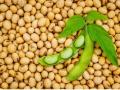 Soybean Bajar Bhav : अकोला बाजारात सोयाबीनची आवक वाढली ; 'हा' मिळाला भाव वाचा सविस्तर - Marathi News | Soybean Bajar Bhav : Soybean arrivals increased in Akola market; read in detail | Latest agriculture News at Lokmat.com