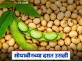 Soybean Market : सोयाबीन बाजारात तेजीचे संकेत; दर ५ हजारांपर्यंत जाणार? वाचा सविस्तर - Marathi News | latest news Soybean Market: Signs of bullishness in the soybean market; Will prices go up to 5 thousand? Read in detail | Latest agriculture News at Lokmat.com