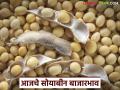 Soybean Bajar Bhav : सोयाबीनला भाव नाही? की बाजारात पुन्हा तेजी? जाणून घ्या आजचे भाव - Marathi News | latest news Soybean Bajar Bhav : No soybean price? Or is the market booming again? Know today's prices | Latest agriculture News at Lokmat.com