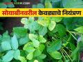 सोयाबीनवरील पिवळा मोझॅक रोगासाठी करा हे दहा सोपे उपाय - Marathi News | Follow these simple remedies to manage yellow mosaic disease on soybeans | Latest agriculture News at Lokmat.com