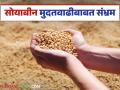 Soybean Procurement : सोयाबीन मुदतवाढीचा मेळ बसेना अन् तिढा सुटेना वाचा सविस्तर - Marathi News | Soybean Procurement: latest news Soybean deadline extension fails to materialize and tension remains unsettled. Read in detail | Latest agriculture News at Lokmat.com