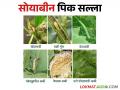 सोयाबीन पिकावरील पाने खाणाऱ्या अळ्यांचा कसा कराल बंदोबस्त - Marathi News | Management of leaf-eating caterpillar on soybean crop | Latest agriculture News at Lokmat.com