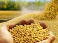 इराण-इराकमधून मागणी बंद; सोयाबीनचे भाव चारशे रुपयांनी घसरले! - Marathi News | Soybean prices dropped by four hundred rupees! | Latest akola News at Lokmat.com