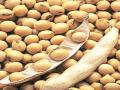 सोयाबीनचे दर ७०० रुपयांनी कोसळले! - Marathi News | Soybean prices fall by Rs 700 | Latest akola News at Lokmat.com