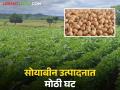 Soybean Crop Damage : मुसळधार पावसाचा फटका; सोयाबीन उत्पादन अर्ध्यावर वाचा सविस्तर - Marathi News | latest news Soybean Crop Damage: Heavy rains hit; Soybean production halved Read in detail | Latest agriculture News at Lokmat.com