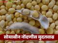 NAFED Soybean Kharedi : नाफेड सोयाबीन नोंदणीला मुदतवाढ; हमीभावाची आशा वाढली वाचा सविस्तर - Marathi News | latest news NAFED Soybean Kharedi: Nafed soybean registration extended; Hopes for guaranteed price increased Read in detail | Latest agriculture News at Lokmat.com