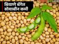 मोफत दिल्या जाणाऱ्या सोयाबीन बियाण्याच्या बॅगेमध्ये ३ किलो बियाणे कमी; काय आहे विषय? - Marathi News | Each bag of free soybean seeds is 3 kg short of seeds; what's the matter? | Latest agriculture News at Lokmat.com