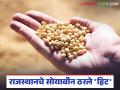 Soybean Seed Market : राजस्थानचे सोयाबीन ठरले 'गेम चेंजर'; कंपन्यांमध्ये खरेदीची चढाओढ वाचा सविस्तर - Marathi News | latest news Soybean Seed Market: Rajasthan's soybeans become 'game changer'; Read details of the bidding war between companies | Latest agriculture News at Lokmat.com