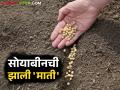 Soybean Seeds : उगवणारं बियाणं उगवलंच नाही; कंपन्यांचे हात वर, शेतकऱ्यांची फसवणूक वाचा सविस्तर - Marathi News | latest news Soybean Seeds : The Soybean seeds that were supposed to sprout didn't sprout at all! Read in detail about the companies' deception of farmers | Latest agriculture News at Lokmat.com