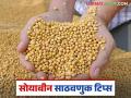 Soybean storing Tips: सोयाबीनचा साठा करताय तर 'या' टिप्स नक्की वाचा - Marathi News | Soybean storing Tips: latest news Read these tips while storing soybeans | Latest agriculture News at Lokmat.com