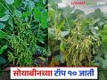 यंदाच्या खरीपात सोयाबीनच्या अधिक उत्पादनासाठी टॉप १० जाती कोणत्या? जाणून घ्या सविस्तर - Marathi News | What are the top 10 varieties for higher soybean production in this Kharif season? Find out in detail | Latest agriculture News at Lokmat.com