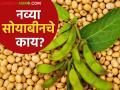 Soybean Market : सोयाबीन दराचे गौडबंगाल शेतकऱ्यांना काही उमजेना; करावे तरी काय सुचेना - Marathi News | Soybean Market: Soybean price has no effect | Latest agriculture News at Lokmat.com