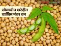 Soybean Kharedi : बाजारभावाला छेद देत हमीदर; सोयाबीन खरेदीत वाशिम नंबर वन - Marathi News | latest news Soybean Kharedi: Guaranteed price surpasses market price; Washim number one in soybean purchase | Latest agriculture News at Lokmat.com