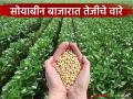 Soybean Market : सोयाबीन दर अचानक वाढले; कारण काय? वाचा सविस्तर - Marathi News | latest news Soybean Market: Soybean prices suddenly increased; What is the reason? Read in detail | Latest agriculture News at Lokmat.com
