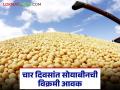 Soybean Market Update : दिवाळीच्या पार्श्वभूमीवर सोयाबीन बाजारात चैतन्य; चार दिवसांत सोयाबीनची विक्रमी आवक - Marathi News | latest news Soybean Market Update: Liveliness in the soybean market on the backdrop of Diwali; Record arrival of soybeans in four days | Latest agriculture News at Lokmat.com
