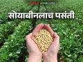Soybean Crop: मूर्तिजापूरच्या शेतकऱ्यांचा पुन्हा 'सोयाबीन'वर विश्‍वास! वाचा सविस्तर - Marathi News | Soybean Crop: latest news Farmers of Murtijapur have faith in 'soybean' again! Read in detail | Latest agriculture News at Lokmat.com