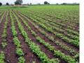 परभणी जिल्ह्यात दीड लाख हेक्टरवर सोयाबीनचा झाला पेरा - Marathi News | Sow can be soybean in 1.5 lakh hectare in Parbhani district | Latest parabhani News at Lokmat.com