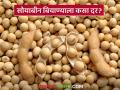 शेतकऱ्यांच्या सोयाबीनला ४,३०० रुपये दर तर बियाणे पोहोचले आठ हजार रुपयांवर - Marathi News | Soybean Seed Price : Farmers' soybean prices hit Rs 4,300, seeds reach Rs 8,000 | Latest agriculture News at Lokmat.com
