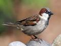 चिऊताईची साद, माणसाचा प्रतिसाद! - Marathi News | Be a Nature champion, you can save sparrows from extinction | Latest national News at Lokmat.com