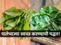 चिरण्यापूर्वी की चिरल्यानंतर, पालक नक्की कधी धुणं योग्य? पालेभाज्या धुण्याची पाहा ‘ही’ ट्रिक - Marathi News | Before chopping or after when to wash spinach? | Latest sakhi News at Lokmat.com