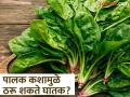 भरपूर फायदे असूनही जास्त खाऊ नये पालक, यातील ऑक्सलेट ठरू शकतं घातक; कसं ते वाचा! - Marathi News | Oxalate in spinach is not good for health | Latest food News at Lokmat.com