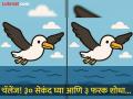 चॅलेंज! समुद्रावर उडत असलेल्या पक्ष्याच्या फोटोतील ३ फरक शोधा, ३० सेकंदात जो शोधेल तो ठरेल बाजीगर - Marathi News | Challenge! Find 3 differences in the photo of a bird flying over the sea, whoever finds them in 30 seconds will be the magician | Latest social-viral News at Lokmat.com