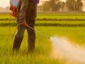 अशी काळजी घेणार नसाल तर, तणनाशके अजिबात वापरू नका - Marathi News | Precautions to be taken while using herbicides | Latest agriculture News at Lokmat.com