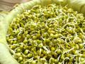 फिट आणि हेल्दी राहण्यासाठी रोज खावे मोड आलेले मूग  - Marathi News | Health Benifits of eating sprouts | Latest health News at Lokmat.com