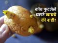 कोंब येऊ लागलेले बटाटे खाणं तब्येतीसाठी चांगलं असतं की वाईट? वाचा खाल्लेच तर काय होते.. - Marathi News | Is It Safe to Eat Sprouted Potatoes? Here's What Experts Say | Latest sakhi News at Lokmat.com
