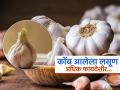 हिरवा कोंब फुटलेला लसूण खाणंही फायद्याचंच, संशोधकांनी सांगितले आरोग्यासाठी गुणकारी काय.. - Marathi News | Study says sprouted garlic are most powerful than raw garlic | Latest sakhi News at Lokmat.com
